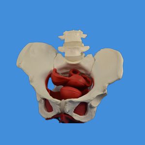 modelo anatómico de pelvis 1