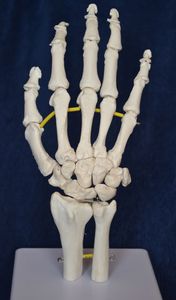 modelo anatómico de esqueleto