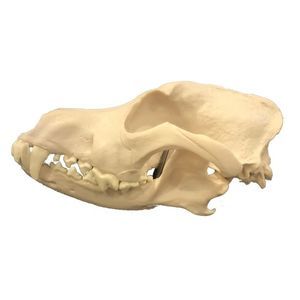 modelo anatómico de cráneo 1