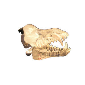 modelo anatómico de dentadura 1