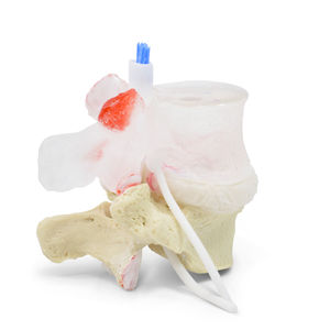 modelo anatómico vértebra lumbar