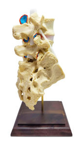 modelo anatómico de la columna vertebral lumbar