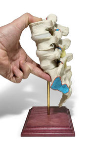 modelo anatómico de discos intervertebrales