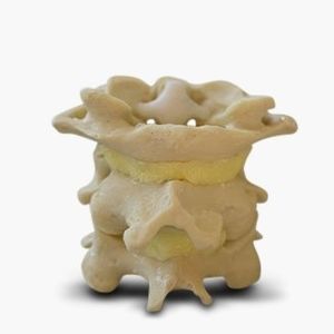 modelo anatómico de columna vertebral 1