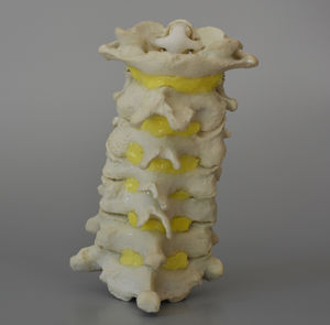 modelo anatómico de columna vertebral cervical