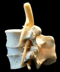 modelo anatómico lumbar 1