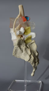modelo anatómico lumbar
