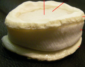 modelo anatómico de discos intervertebrales 1
