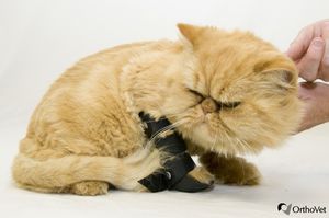 férula veterinaria de patas