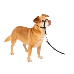 collarín veterinario para perros 1