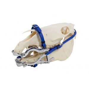 espéculo veterinario para odontología 1