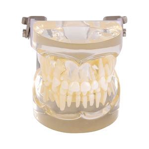 modelo anatómico de dientes