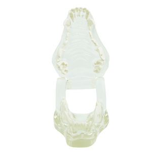 modelo anatómico de dientes 1