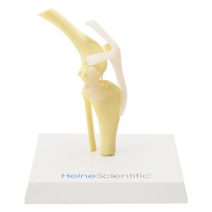 modelo anatómico de rodilla