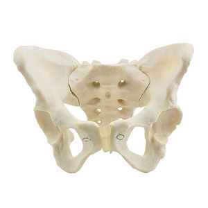 modelo anatómico de pelvis