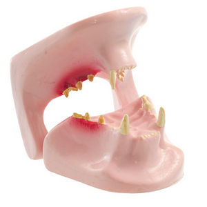 modelo anatómico de mandíbula 1