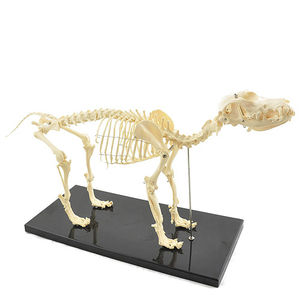 modelo anatómico de esqueleto