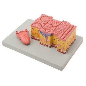 modelo anatómico de lengua 1