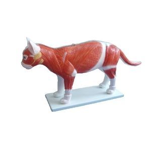 modelo anatómico de cuerpo entero 1