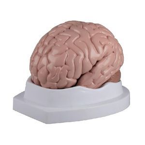 modelo anatómico de cerebro