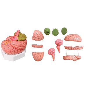 modelo anatómico cerebro / de formación