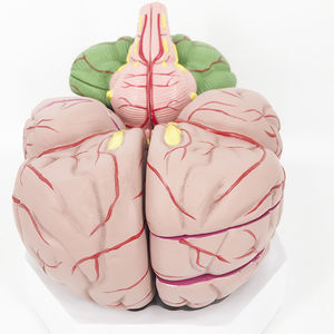 modelo anatómico de cerebro