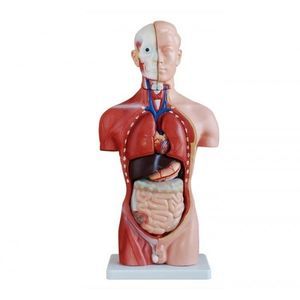 modelo anatómico de torso 1