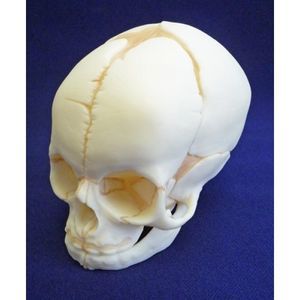 modelo anatómico de cráneo 1