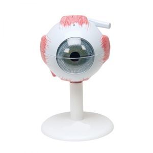 modelo anatómico de ojo