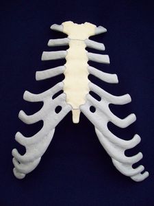 modelo anatómico de esternón