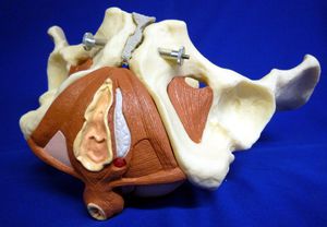 modelo anatómico suelo pélvico / músculo / pelvis / de formación