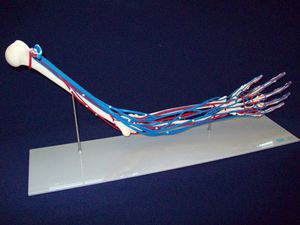 modelo anatómico de esqueleto