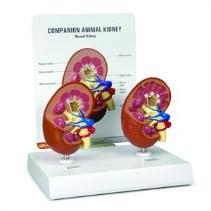 modelo anatómico arteria renal