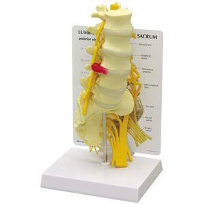 modelo anatómico de vértebras lumbares
