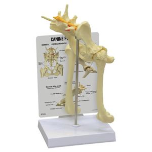 modelo anatómico de pelvis 1