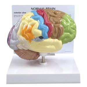 modelo anatómico de cerebro