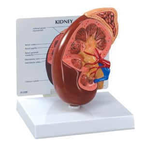 modelo anatómico arteria renal