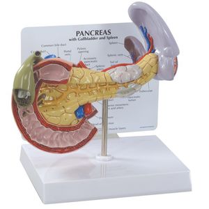 modelo anatómico de páncreas