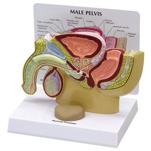 modelo anatómico de pelvis 1
