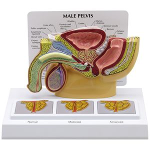 modelo anatómico de pelvis 1