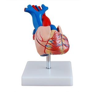 modelo anatómico de corazón