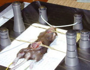sistema de posicionamiento para cirugía animal