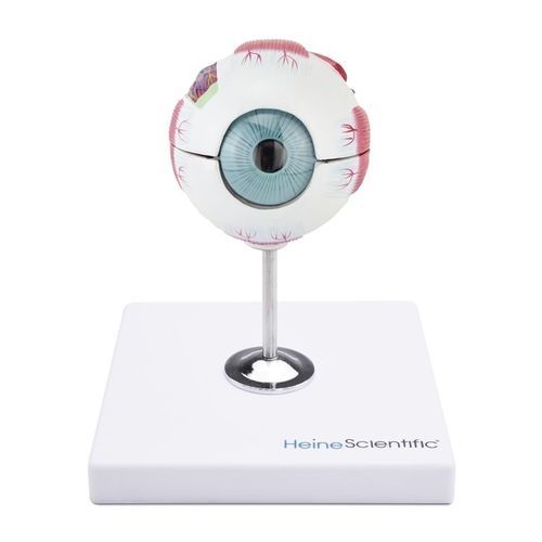 Modelo anatómico de nervio - 909040 - Eickemeyer Veterinary Equipment - de ojo / de músculo / de vasos sanguíneos