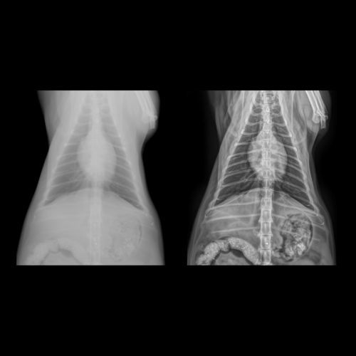 Software de mejora de la imagen - Altumira™  - ContextVision - de radiografía / veterinario
