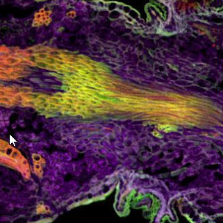 Software de mejora de la imagen - Imaris Stitcher - Oxford Instruments - para microscopios digitales / automatizado