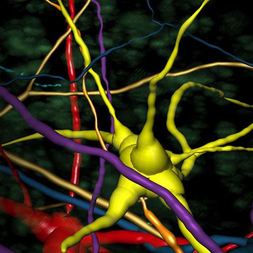 Software de análisis - Imaris  - Oxford Instruments - de visualización 3D / de medición / con sistema de seguimiento