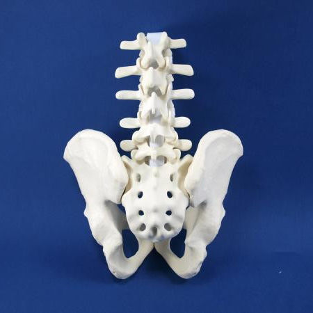 Modelo anatómico de la columna vertebral lumbar - LS01P - Créaplast - de vena cava / de cadera / de sacro