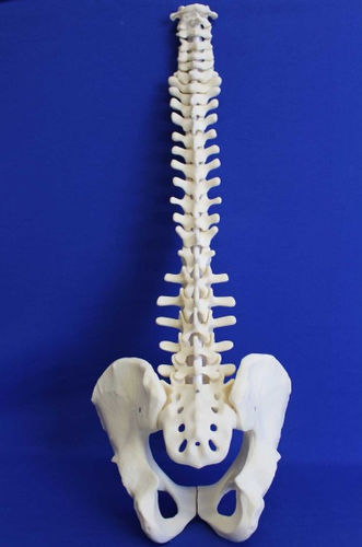 Modelo anatómico de pelvis - RC02P - Créaplast - de columna vertebral / de formación