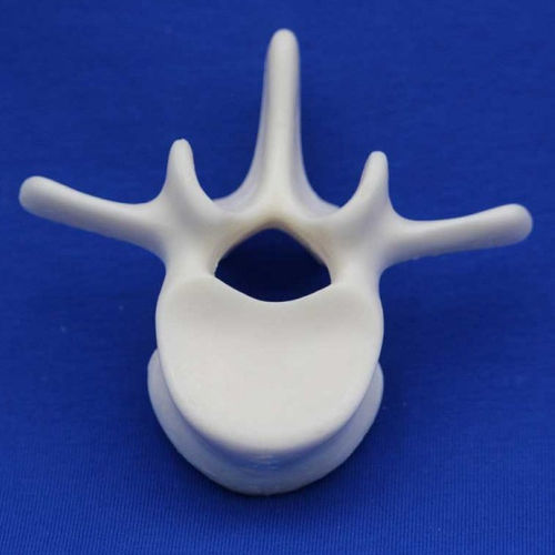 Modelo anatómico de discos intervertebrales - L2F - Créaplast - de vértebras lumbares / de formación