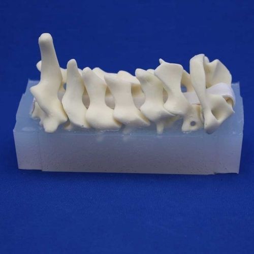 Modelo anatómico de columna vertebral cervical - CSEP - Créaplast - de formación